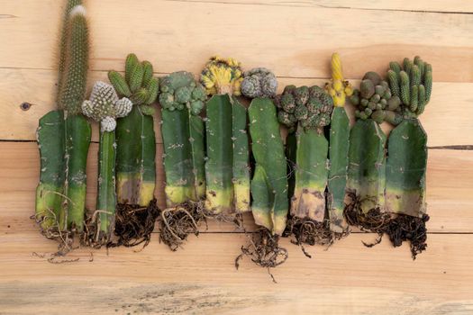 Grafted bare roots cactus with wooden background