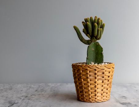 grafted cactus planted in weaved pot