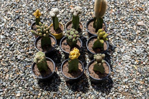 Grafted cactus planted in a plastic pots