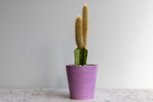 Cleistocactus grafted on a cactus base planted in a colorfull pot