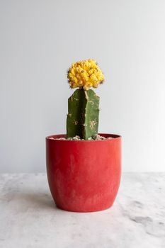 Exotic yellow crest grafted cactus in a red flowerpot