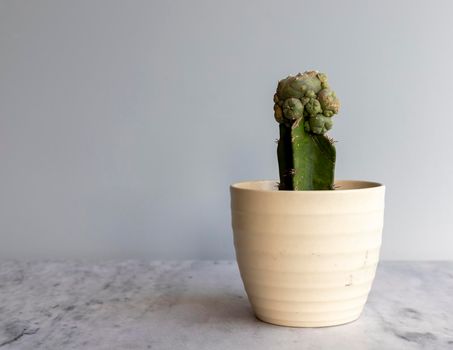 Garfted mammillaria cactus in a white ceramic pot