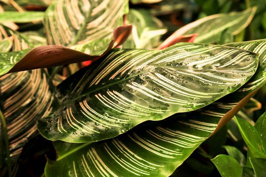 Colorful Calathea Ornata plants in the garden