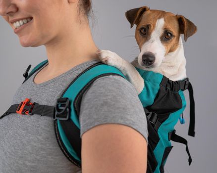 Caucasian woman carries jack russell terrier dog in her backpack