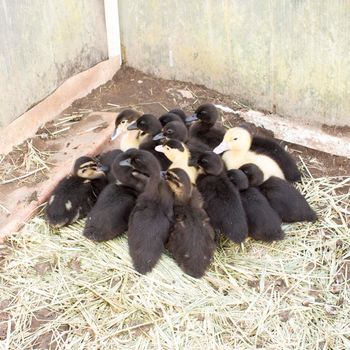 Ducklings in a home farm. Close up of duckling