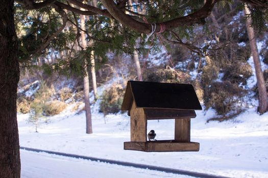 Songbirds on a bird feeder fighting for food. Chickadee in winter when feeding in park