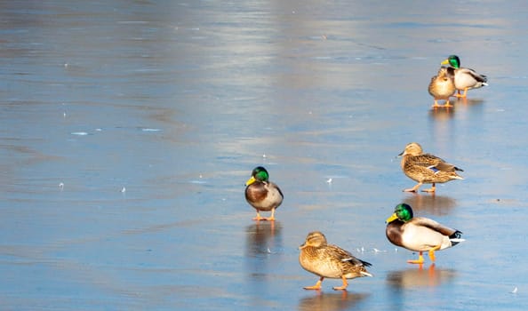 A flock of urban ducks close-up on the snow near the reservoir on a clear winter day.