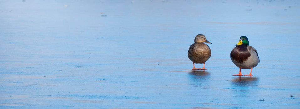 A couple of duck pair on ice for the winter. Two ducks . Close up mallard couple, Anas platyrhynchos, male and female duck bird swimming on lake water suface in sunlight. love concept. Copy space.