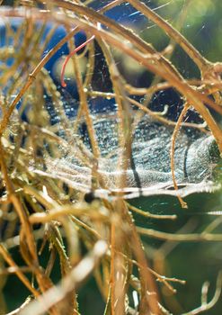 Closeup of cobweb on moss tree. wet cobweb. forest gossamer