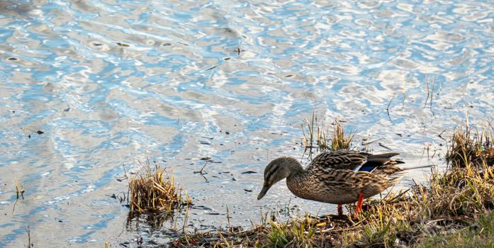 Female Mallard Duck Walking on Ice in Winter with copy space