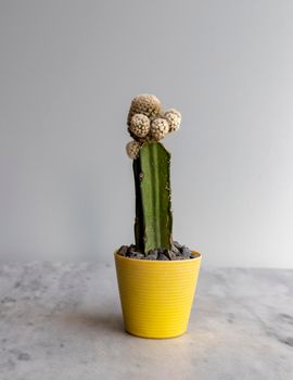 grafted cactus gymno closeup view