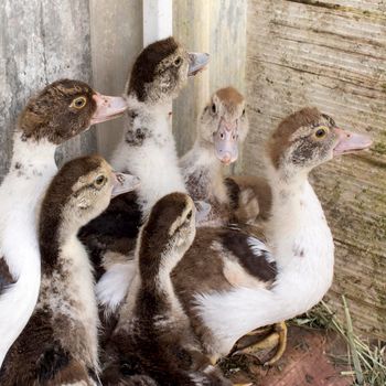 Ducklings in a home farm. Close up of duckling