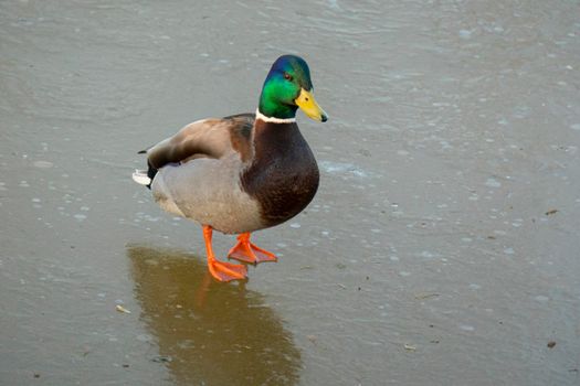 A duck for the winter. They're sitting in the ice. Copy space for text. Wild life of animals near people