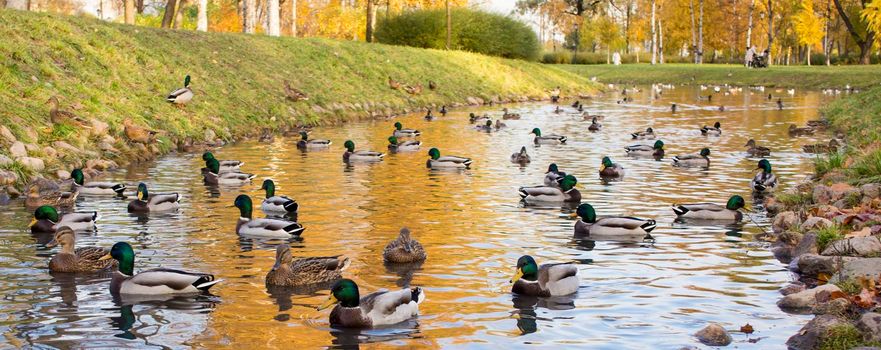 flock of mallard ducks swim on the pond in autumn park.