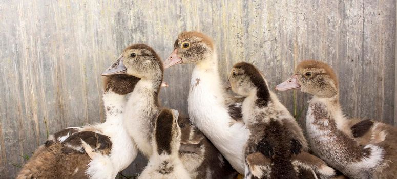 Ducklings in a home farm. Close up of duckling