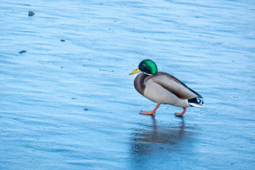 A duck for the winter. They're sitting in the ice. Copy space for text. Wild life of animals near people