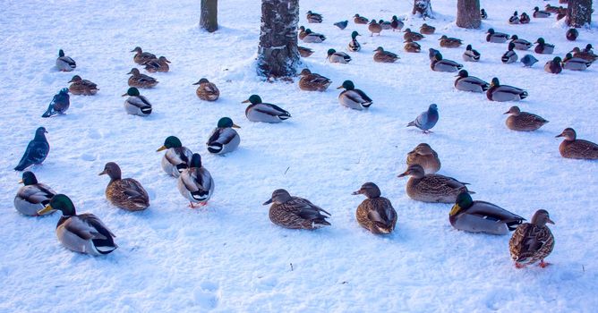 A group of ducks - common mallard - are landing on the lake during a sunny day in winter. The pond is partly frozen.