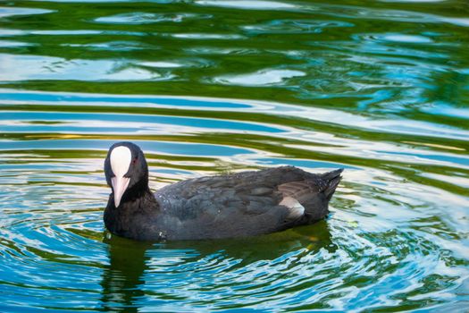 A common coot - Fulica atra - swim in the water on a sunny day in springtime. Saint Petersburg, Russia.