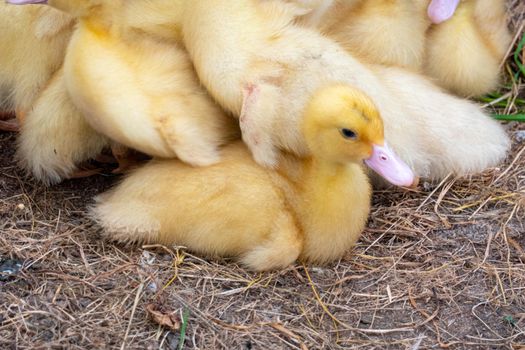 Ducklings in a home farm. Close up of duckling