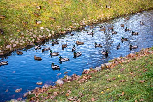 flock of mallard ducks swim on the pond in autumn park.