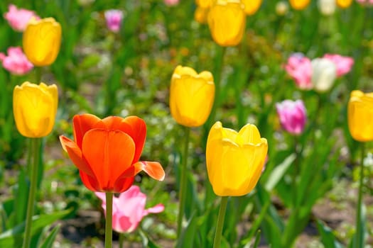 a bulbous spring-flowering plant of the lily family, with boldly colored cup-shaped flowers. Charming warm green lawn with bright delicate tulips