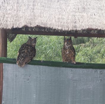 Two Long Eared Owls