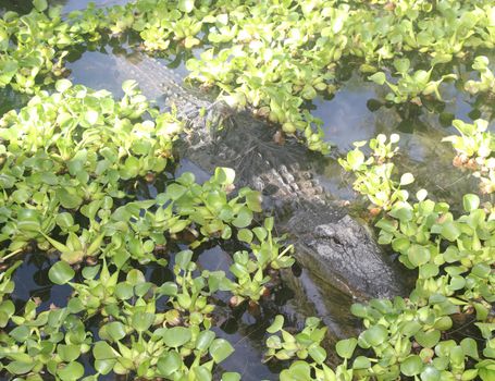 An American Alligator swims