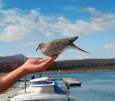 Feeding the dove from hand.