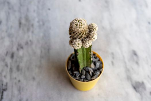 High angle view of grafted cactus