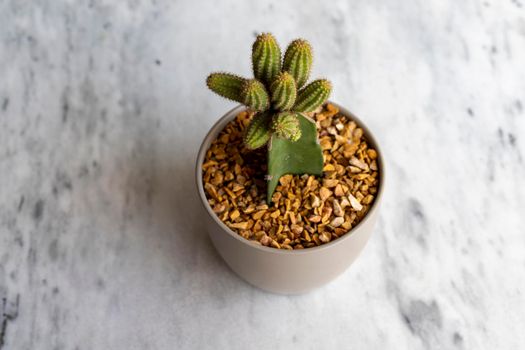 Peanut cactus grafted in a ceramic pot high angle view