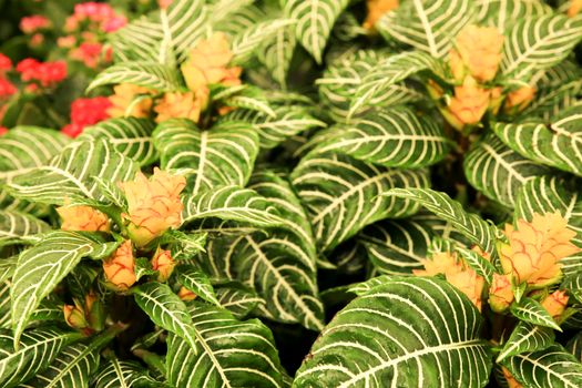 Colorful and beautiful Aphelandra Squarrosa plant in the garden