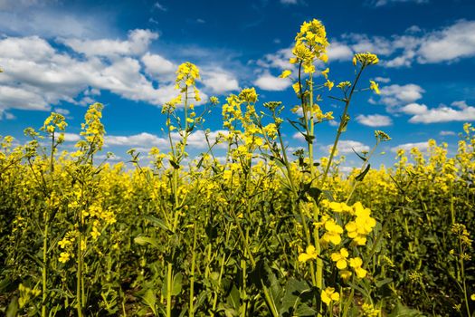 Blooming yellow rapseed canola field and blu sky with white clouds