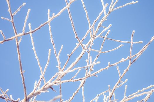 Frost-covered apple tree branch on a sunny winter day. Frozen winter plant landscape. Ice on tree macro