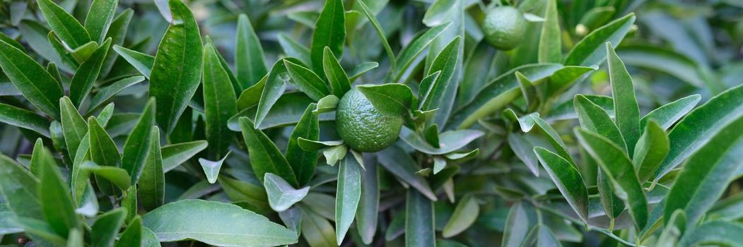 Beautiful green foliage and lime fruits, close-up. Citrus growing, care and planting. Tropical plant. Deciduous background