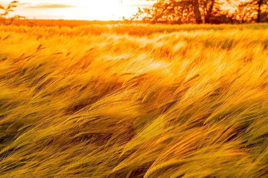 Green wheat field in countryside, close up. Field of wheat blowing in the wind at sunny spring day. Young and green Spikelets. Ears of barley crop in nature. Agronomy, industry and food production
