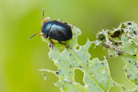 Macro close-up of Alder Flea Beetle (Agelastica alni) eating and destroying a plan