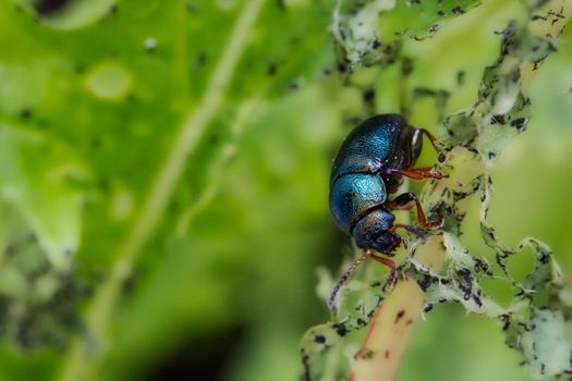 Macro close-up of Alder Flea Beetle (Agelastica alni) eating and destroying a plant
