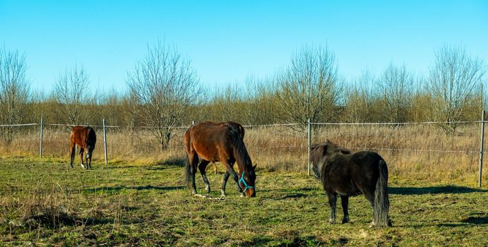 Herd of conik horses on a pasture in withered grass