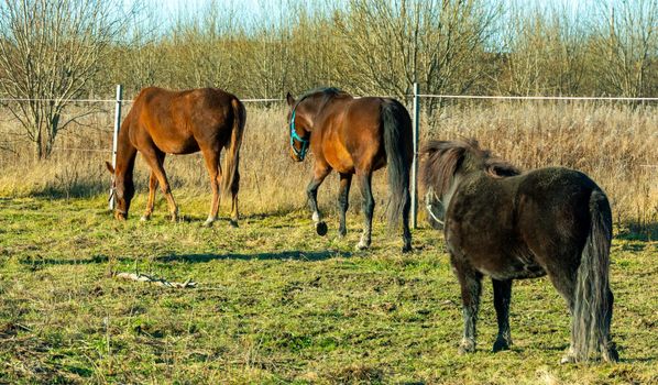 Herd of conik horses on a pasture in withered grass
