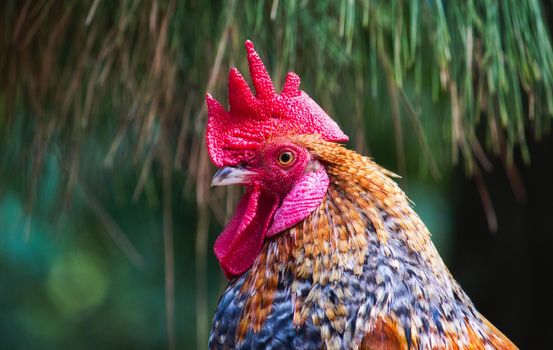 Close-up portrait of a colorful rooster with bright red crest and wattle