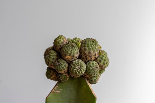 Mamarilla grafted cactus head shot