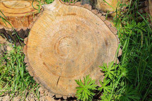 There are stumps and saw cuts of tree trunks on the grass. Close-up.