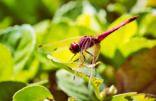 Bright red dragonfly resting on a green leaf in the warm sun