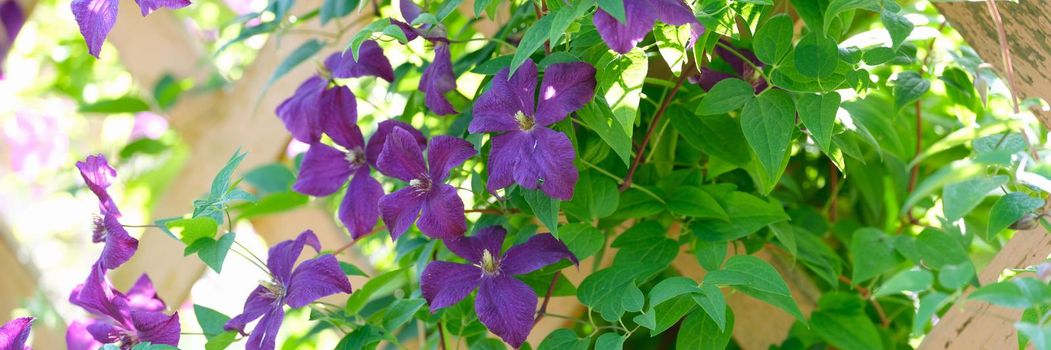 Purple flowers and green foliage on a wooden fence, close-up. Rustic decor with flowering bush, landscape design element
