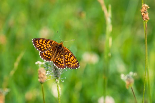 Brown butterfly landed on a flower, close-up  photo of a butterfly on green background