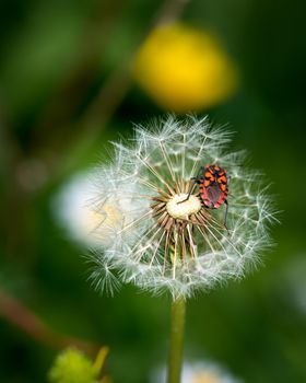 European firebug landed on dandelion, close-up photo of firebug insect