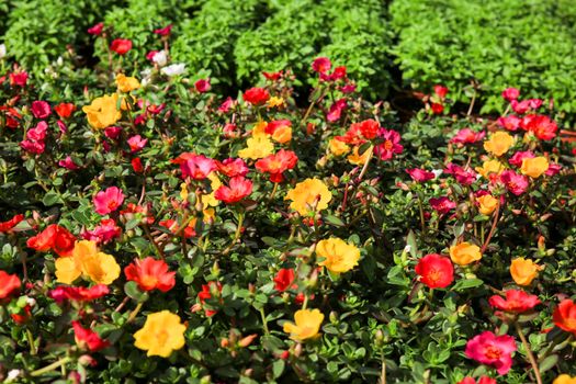 Colorful and beautiful Portulaca Grandiflora flowers in the garden