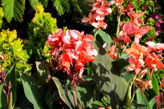 Beautiful Canna Indica Plants in bloom in the garden