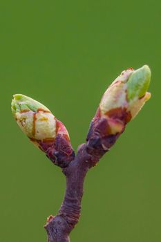 several fresh buds on a branch