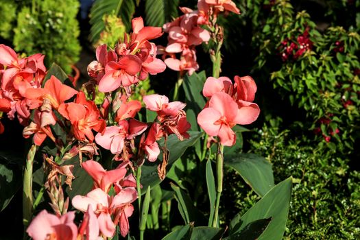 Beautiful Canna Indica Plants in bloom in the garden